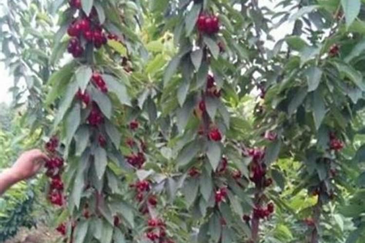 油菜三新正确施肥方法