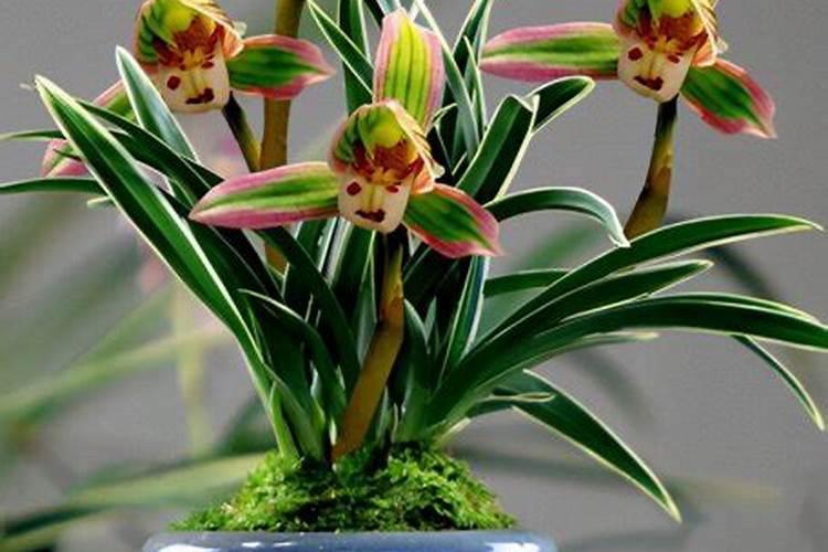 兰花多久施肥一次