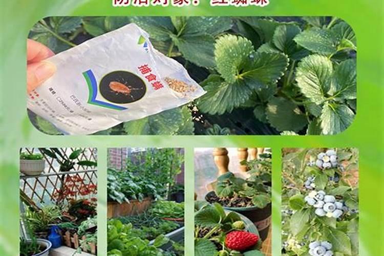 红枣坐果的时候,为防红蜘蛛,能不能添加洗衣液来防治？