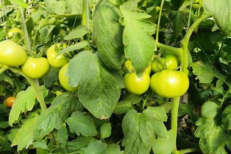 叶面喷施硼肥的最佳时间 硼肥应该怎么用