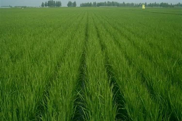 金丝楠木可以盆栽吗