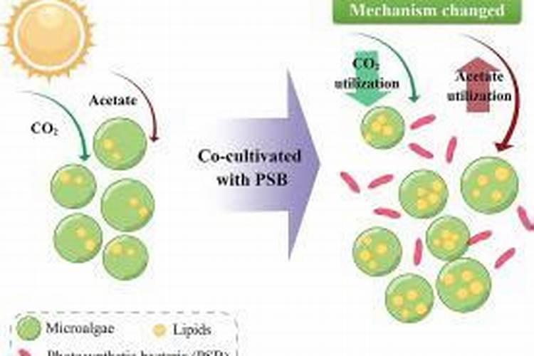 腐植酸水溶肥是什么？它有啥作用呢？