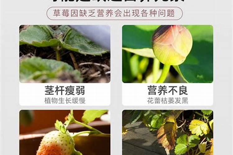 草莓平衡肥有哪些