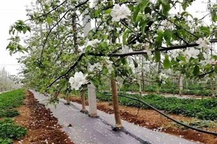 哪些肥料可调整酸化的土地,让作物生长得更好？