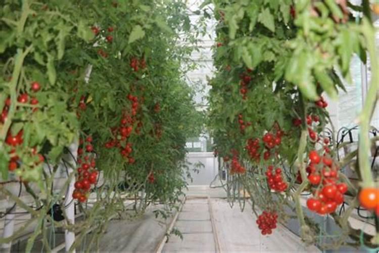 草莓膨大用什么肥料？草莓增甜膨果什么时候用肥比较好？