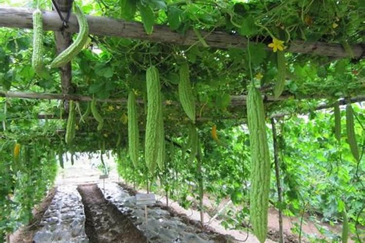 种苦瓜施什么肥高产