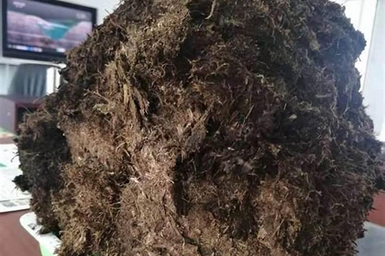 蓝花鼠尾草养护知识