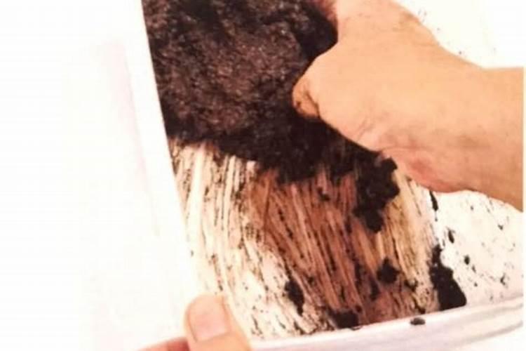 夫妻海棠的种子怎样种