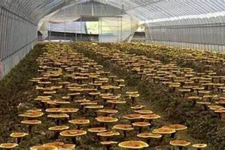 种植蘑菇都需要什么材料