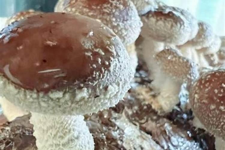 种植蘑菇都需要什么材料