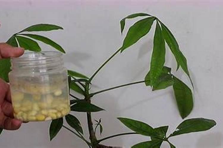 兰花要施什么肥？具体方法