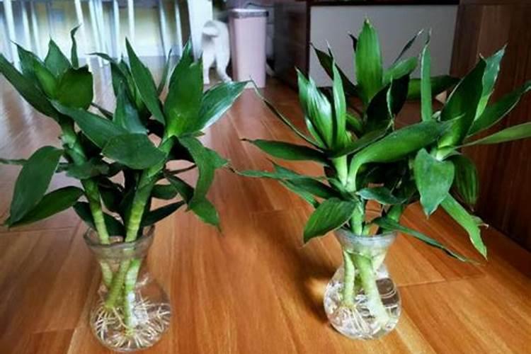 水养富贵竹怎么施肥