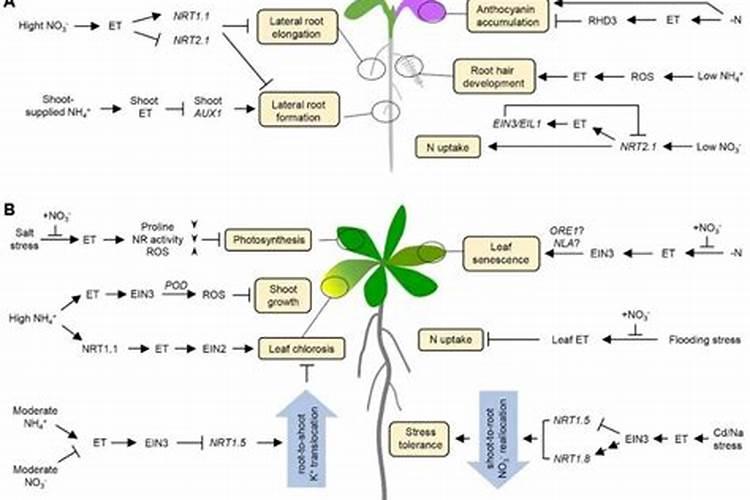 磷酸二氢钾适合哪些花