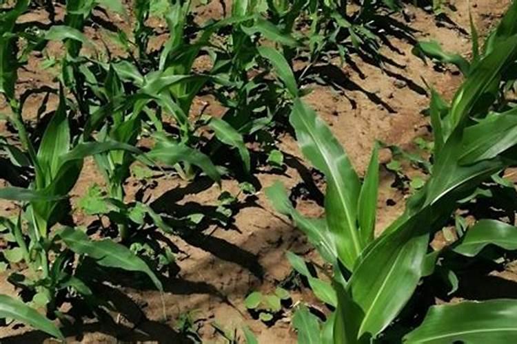 黄瓜追肥用什么肥料好？打什么叶面肥长的快？生根好的肥料？