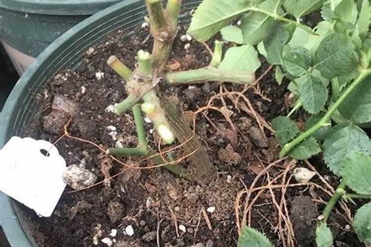 秋季月季如何施肥