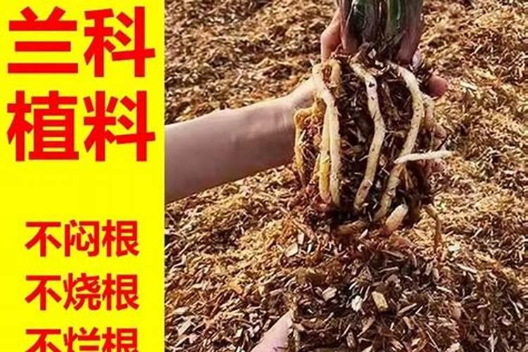 无筋豆什么时候打大量元素水溶性肥料校果最好