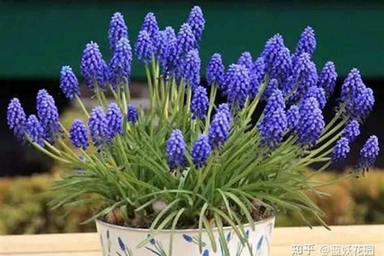 求教关于富里酸的详细说明,非常感谢!