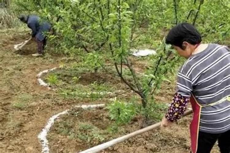 莲菜什么时候种植 莲菜到底啥时候种