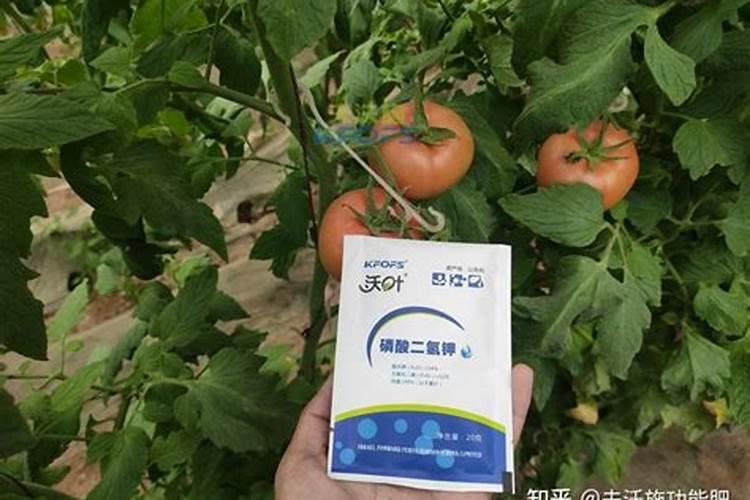 番茄的施肥有哪些要求