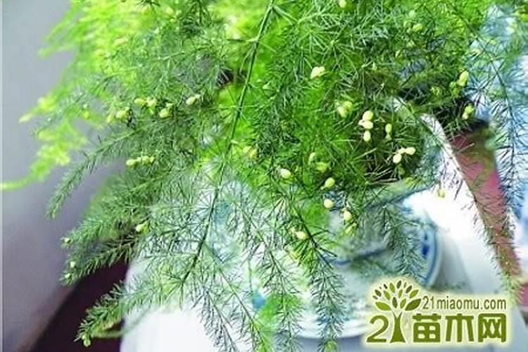 文竹施肥过多怎么处理