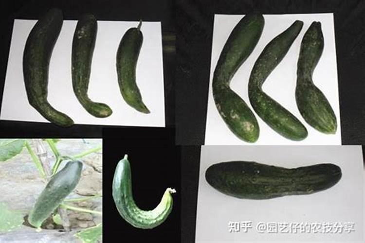 爱苗灌根的最佳配方