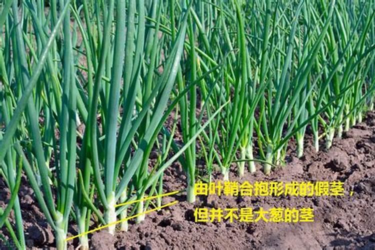 大葱的栽培管理技术要点