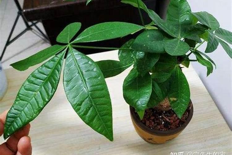 发财树如何施肥