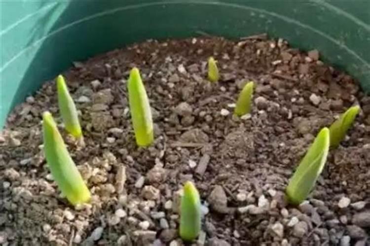 猕猴桃萌芽肥施什么肥最好