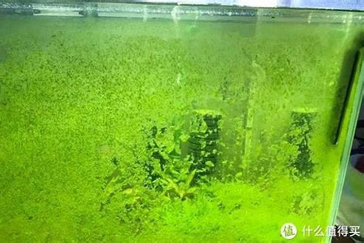 氨基酸原粉与氨基酸肥水膏的区别