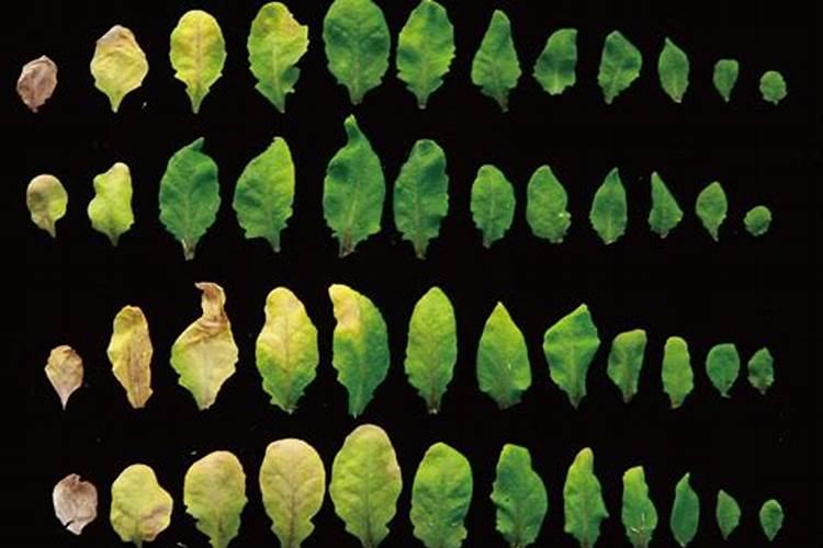 黄瓜叶发厚叶片僵硬