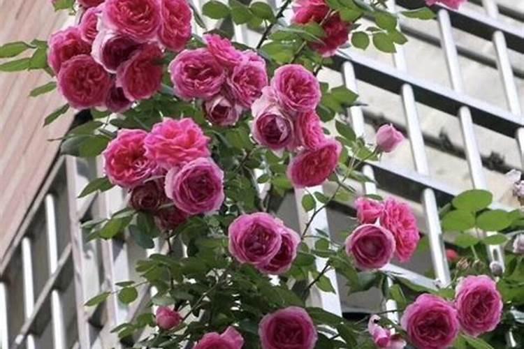 月季花谢后如何施肥