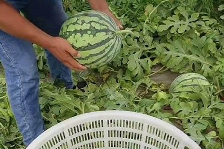 种植西瓜如何施肥才能让西瓜更甜？