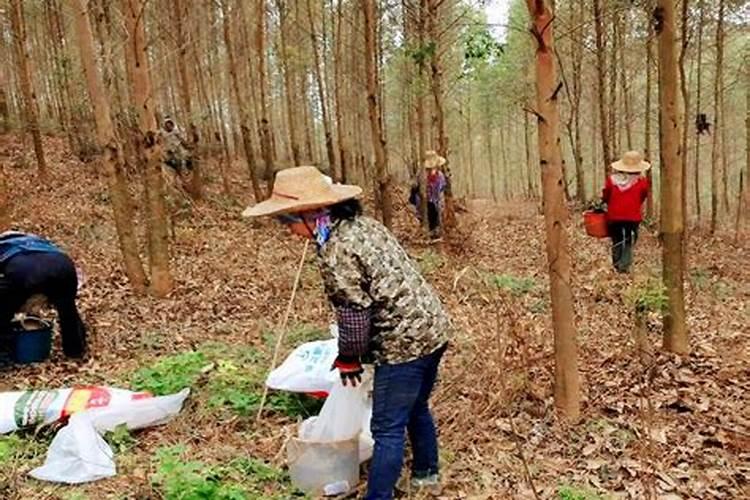 桉树施肥的正确方法