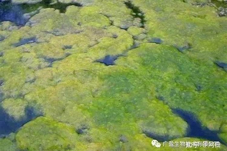 想问腐殖酸钠能杀青苔吗