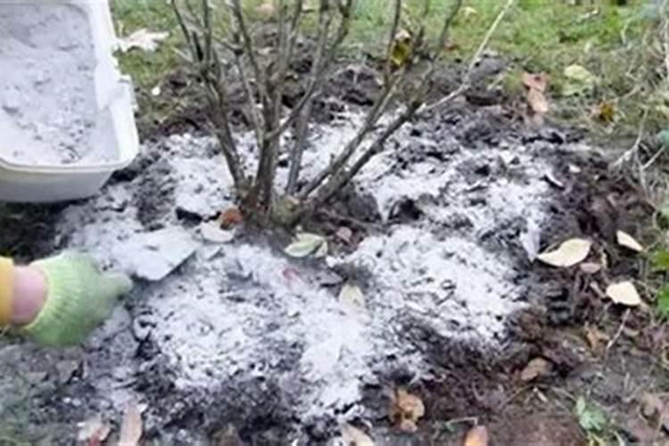 花生叶面肥用什么高产