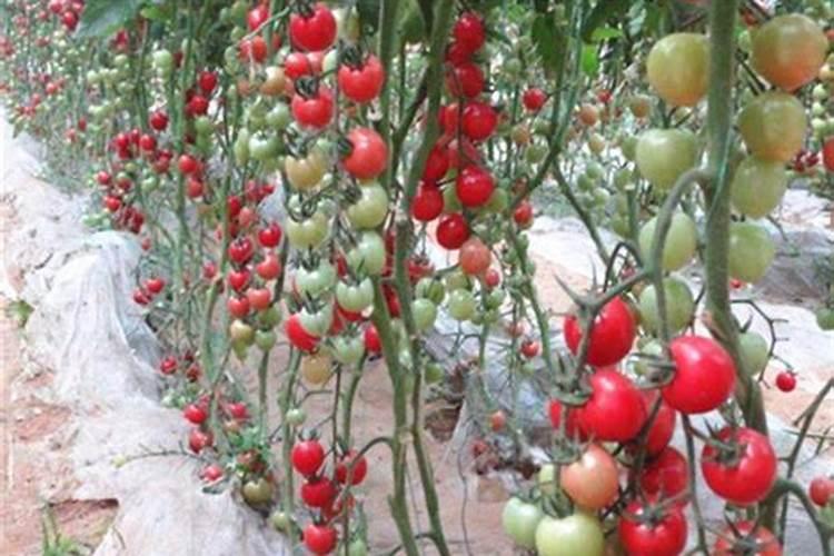 樱桃保花保果叶面喷什么好？樱桃挂果期用什么肥料吸收好？