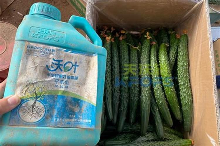 黄瓜种植用什么肥料