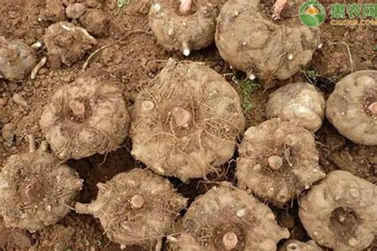 兰花用什么肥料好