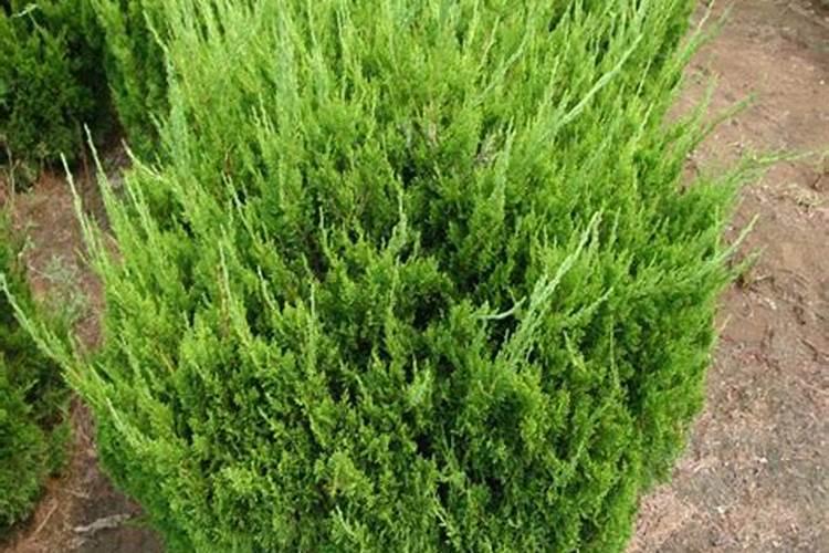 ...我家刚栽的小龙柏树苗,可以用除草剂除草吗？如果可以能用什么除草剂...