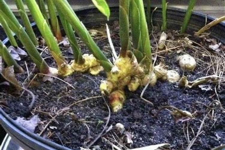 大姜什么时候打控旺药