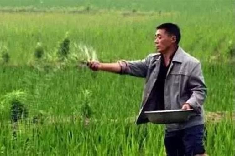 大姜用什么肥料产量高？大姜用什么肥料可以根茎块膨大？