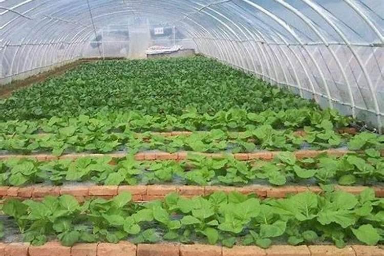 大棚增施有机肥能促进光合作用吗