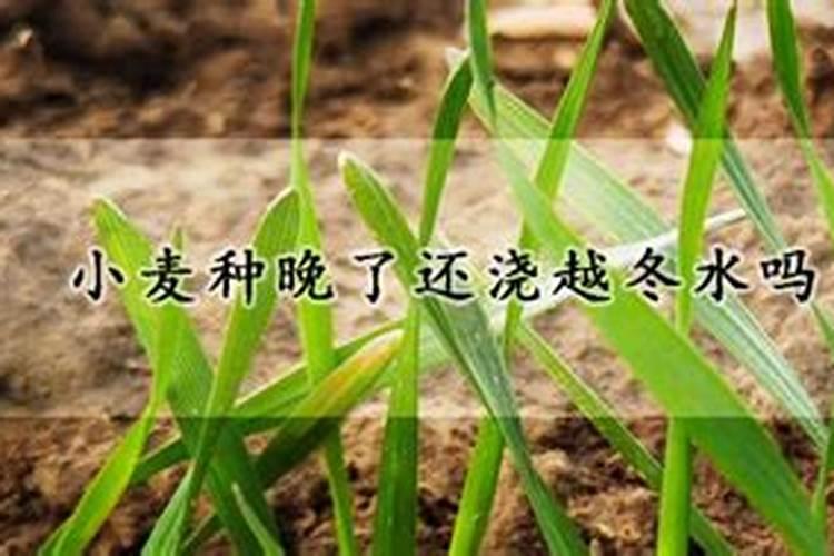 小麦叶面肥哪个好