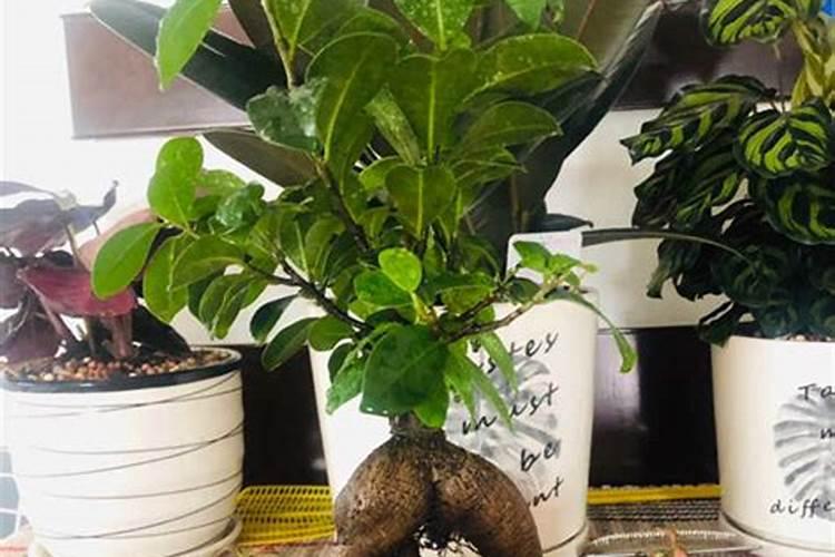 西瓜叶子变黄或是枯萎用什么药