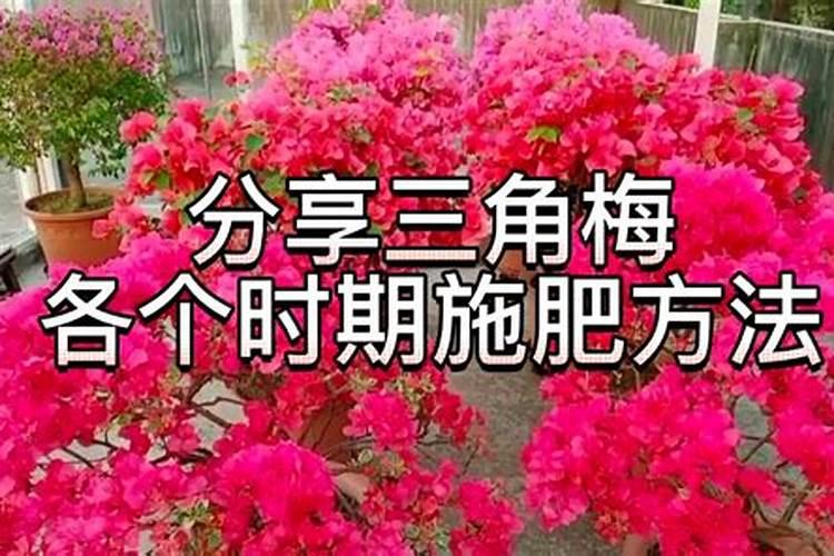 杜鹃花怎么施肥？