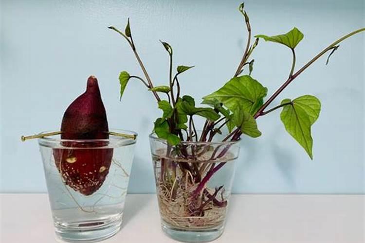 红薯种植后几天后才可以施肥