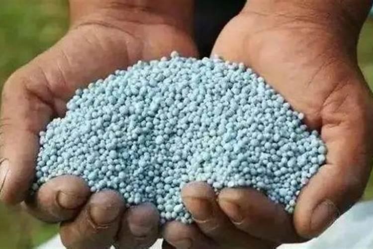 菜苗什么时候施肥合适