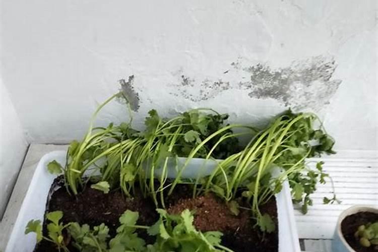 香菜施什么肥料长得快