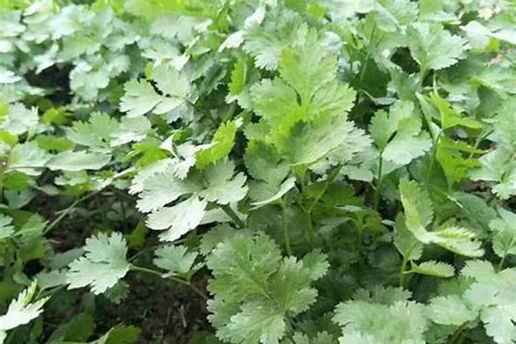 种香菜用什么肥料好