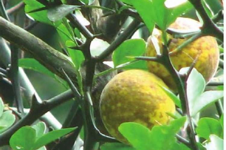 桔子树病虫害防治方法